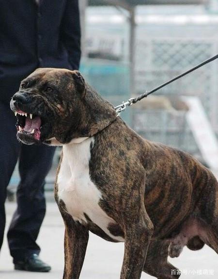 加纳女足实力彰显，完美表现