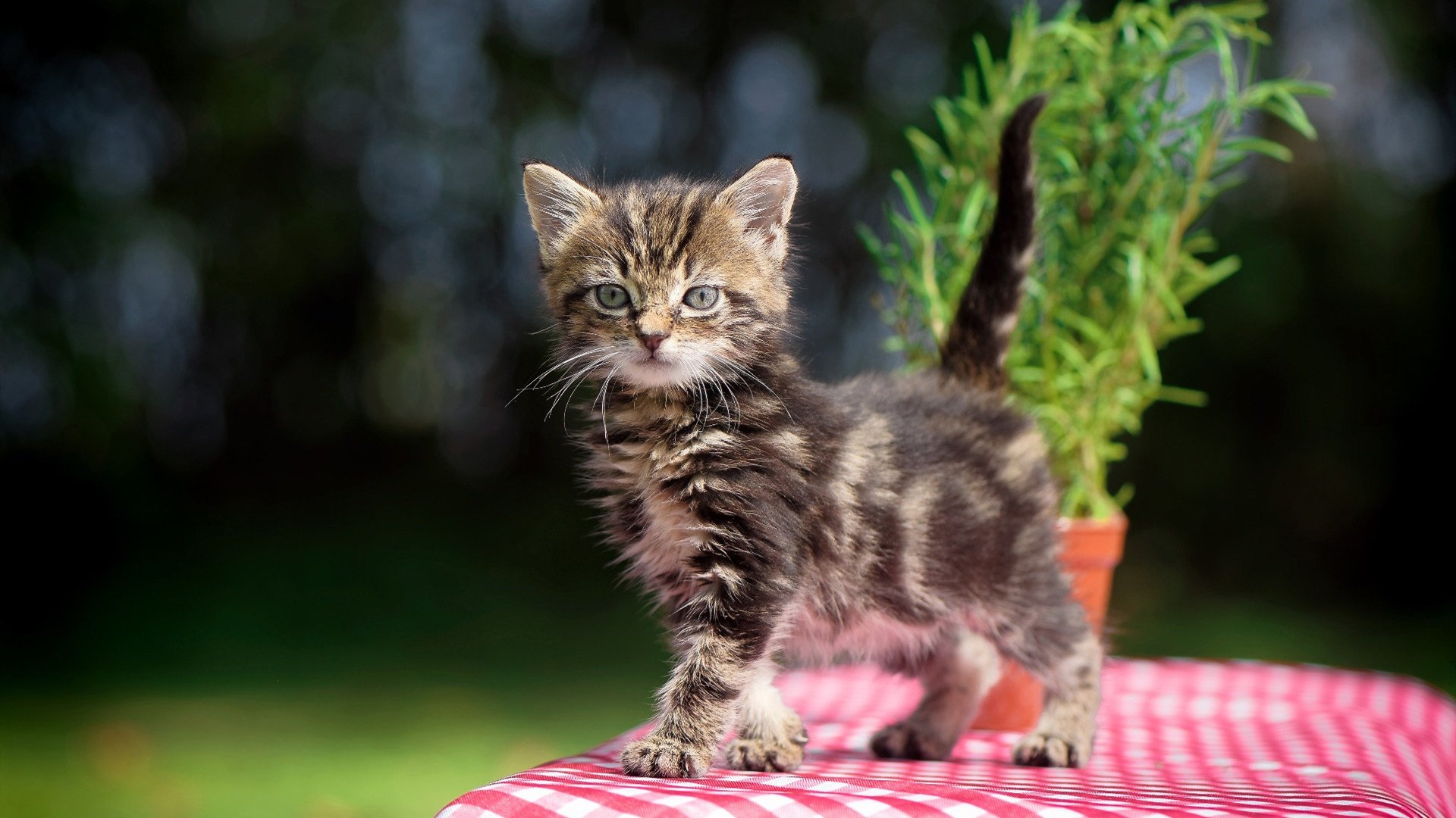 阿尔瓦雷斯爆发闪耀赛场，乌克兰全面压制威尔士获关键胜利