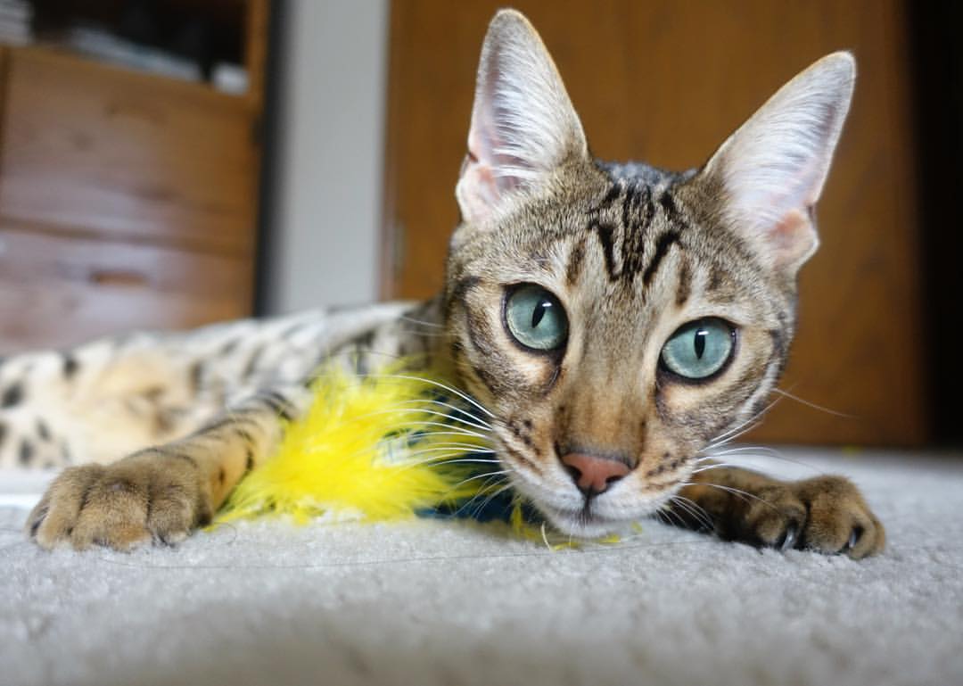 当广东队强压明尼苏达,小贾伦·杰克逊在世界排名的天平上投下胜负手