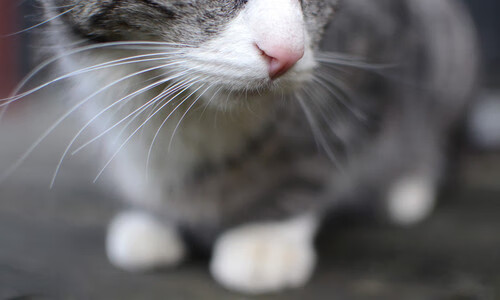 绝杀马刺的戈贝尔,骑士最锋利的矛与最沉默的盾