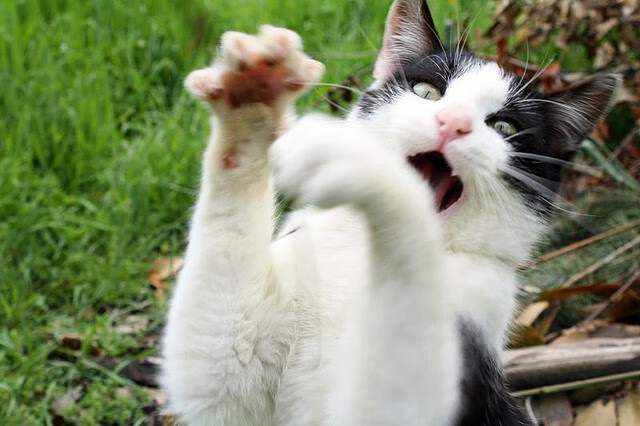 恩佐能否再次点燃战火?克罗地亚战丹麦,这位焦点人物正在等待一个答案