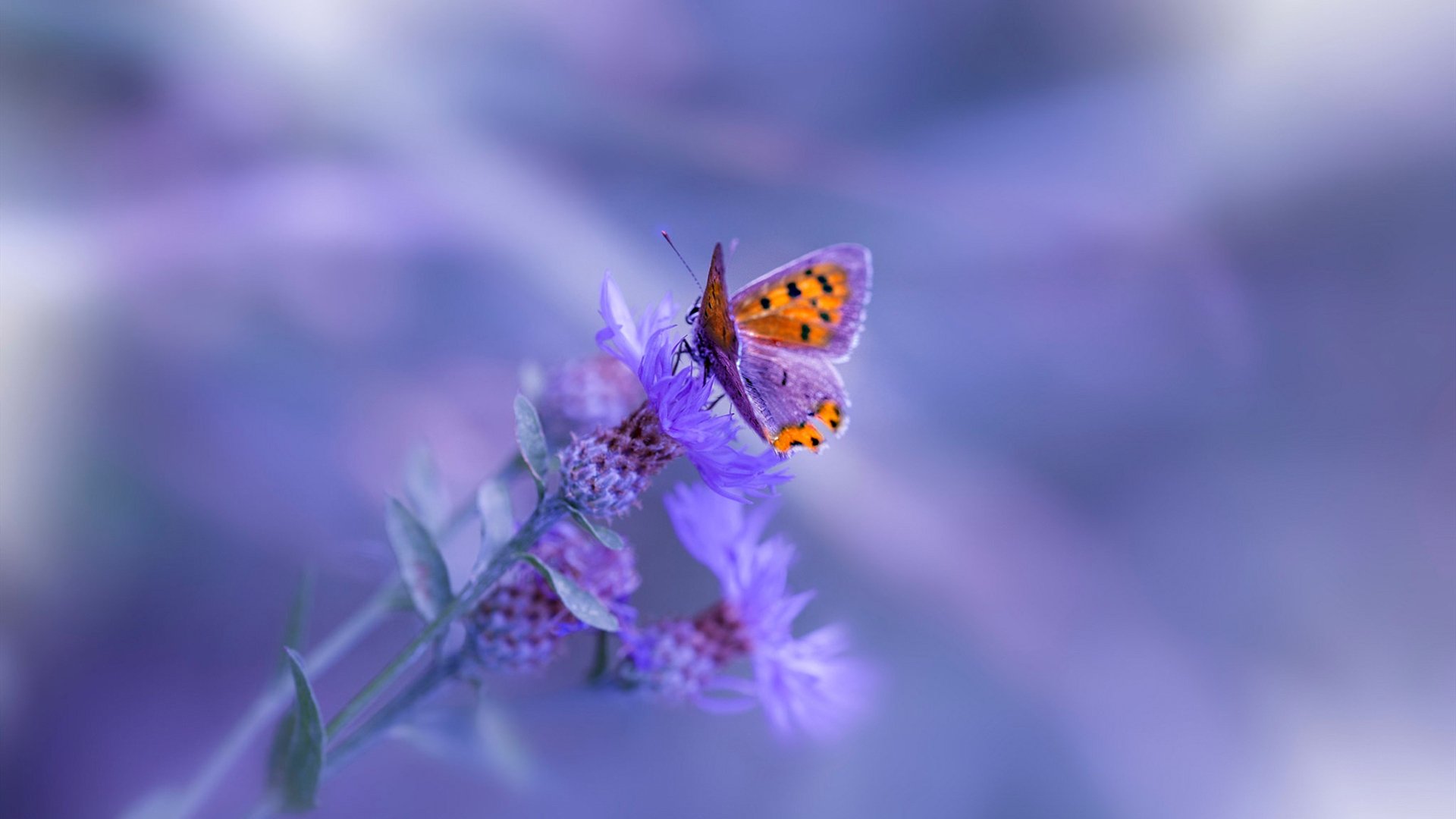 破局!贝蒂斯精密战术完克马赛,巴尔韦德一剑封喉定乾坤