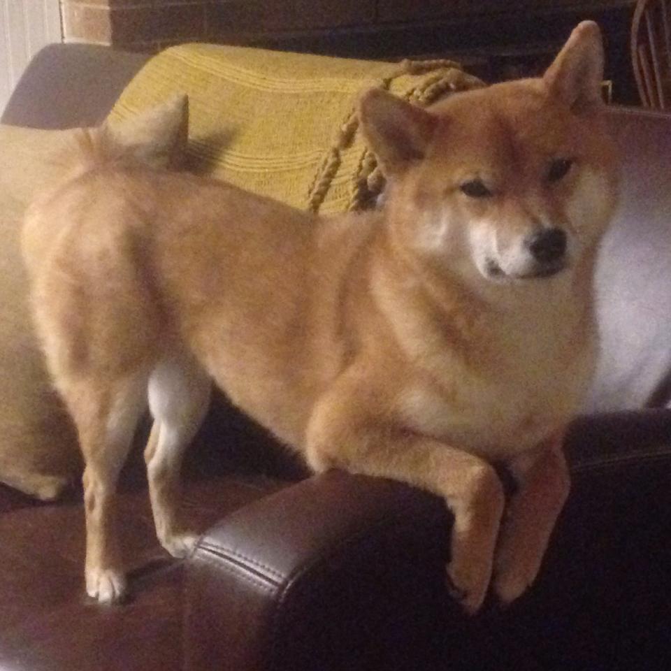 保罗狂砍28分扛起全队!凯尔特人主场完胜浙江队