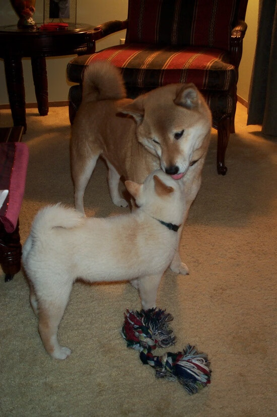 哈弗茨全程高能输出，几内亚狂胜韩国震撼足坛