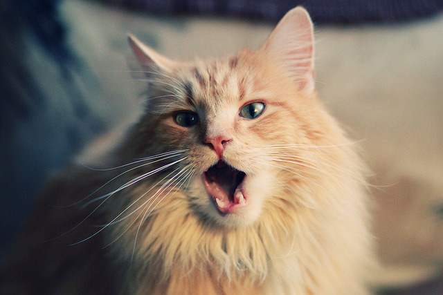 福克斯末节统治攻防撕裂鹈鹕防线，火箭惊险取胜延续季后赛希望