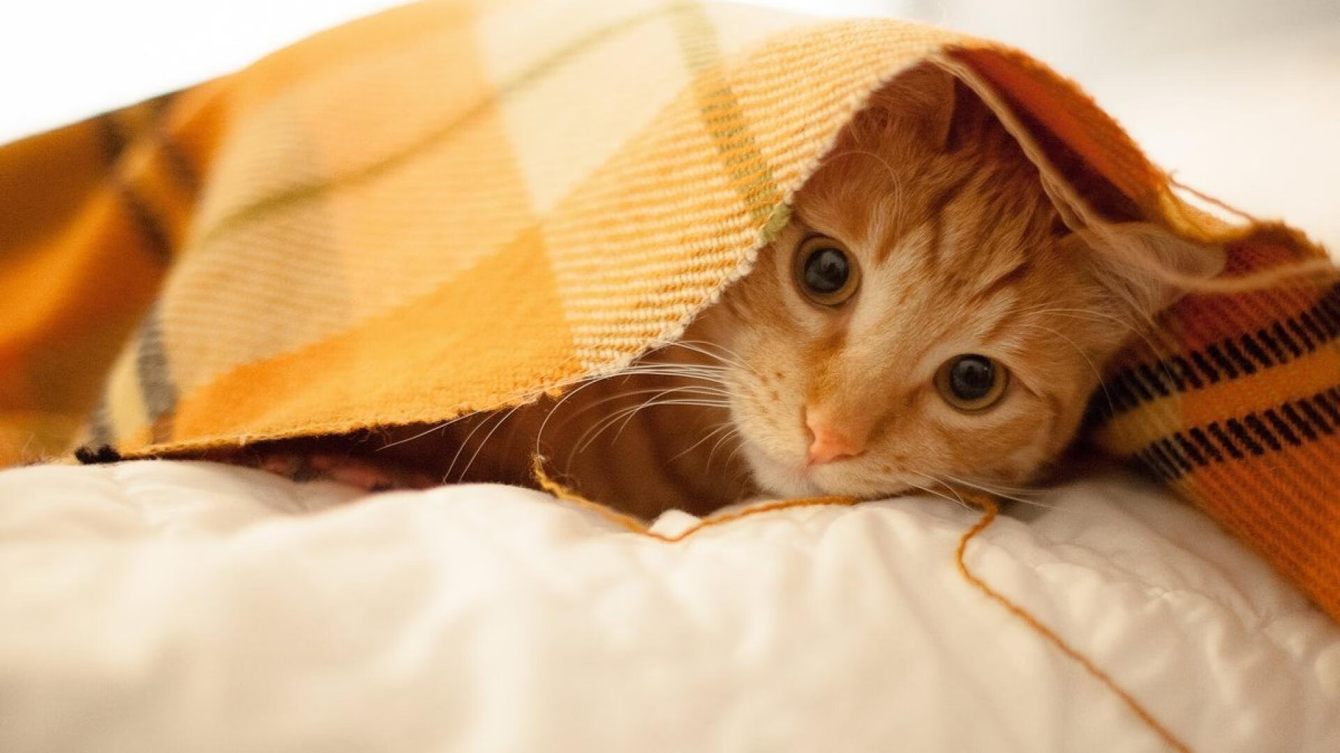 暴风眼中的砥柱，西亚卡姆持续绞杀内线，灰熊铁蹄踏碎独行侠晋级之路