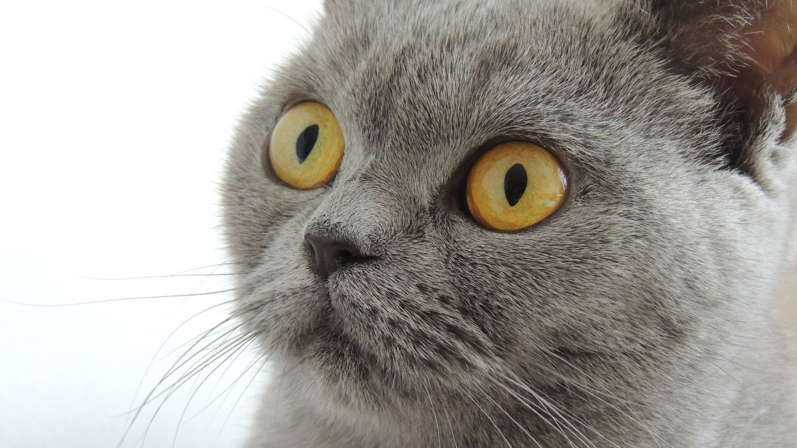 冰与火的对决，字母哥稳定输出不掉线，雄鹿击退热火的焦土战术