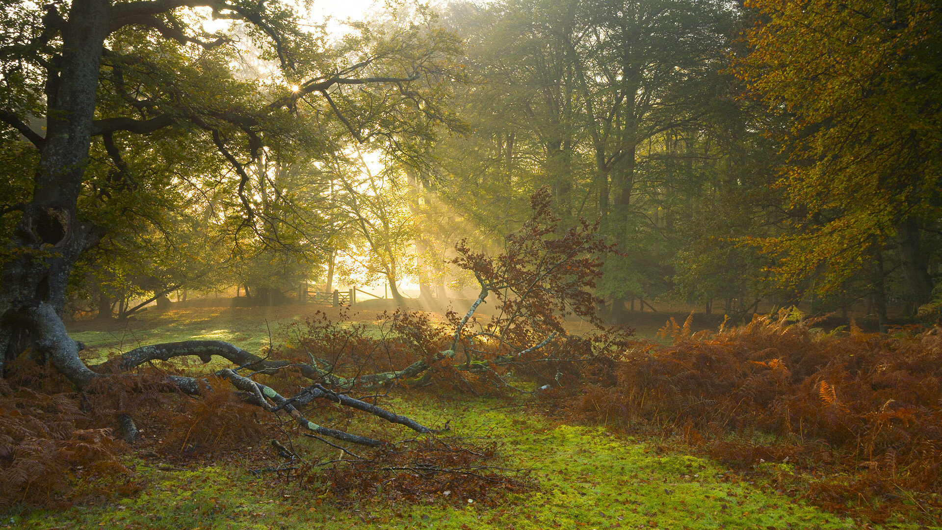 NBA战报，雄鹿早早终结灰熊悬念，伦纳德孤军奋战扛起全队