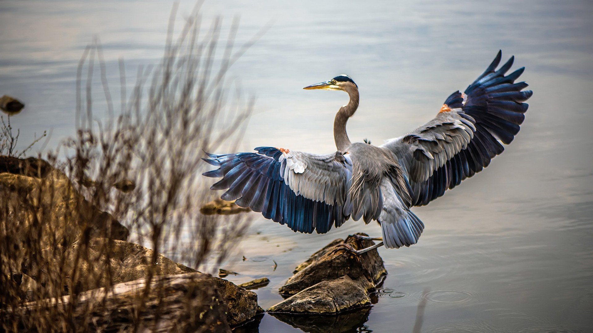 雄鹿对决湖人,武切维奇连续得分狂潮拉开差距,奠定胜局