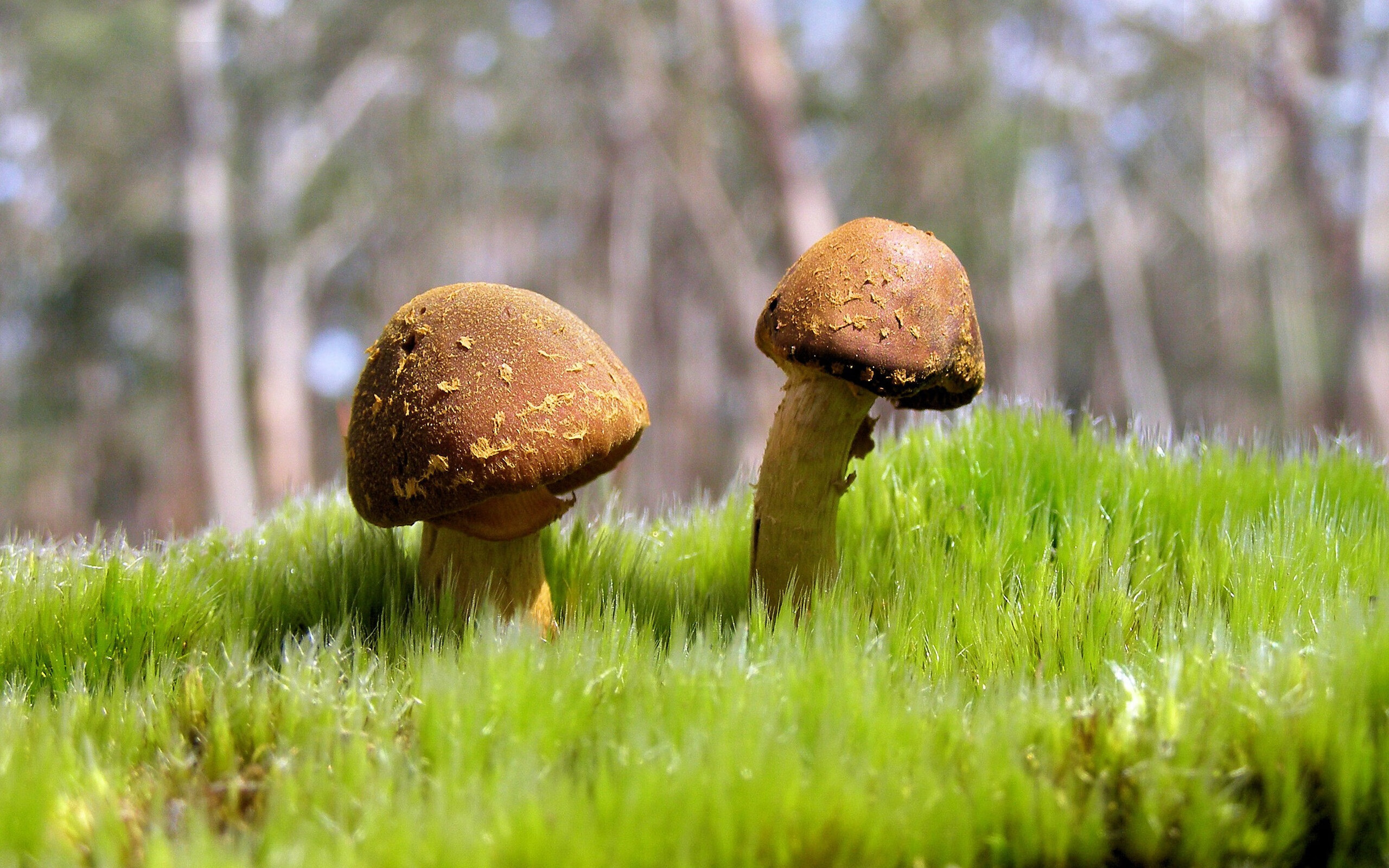 北欧寒夜的火种，劳塔罗如何一击熄灭挪威的极昼希望