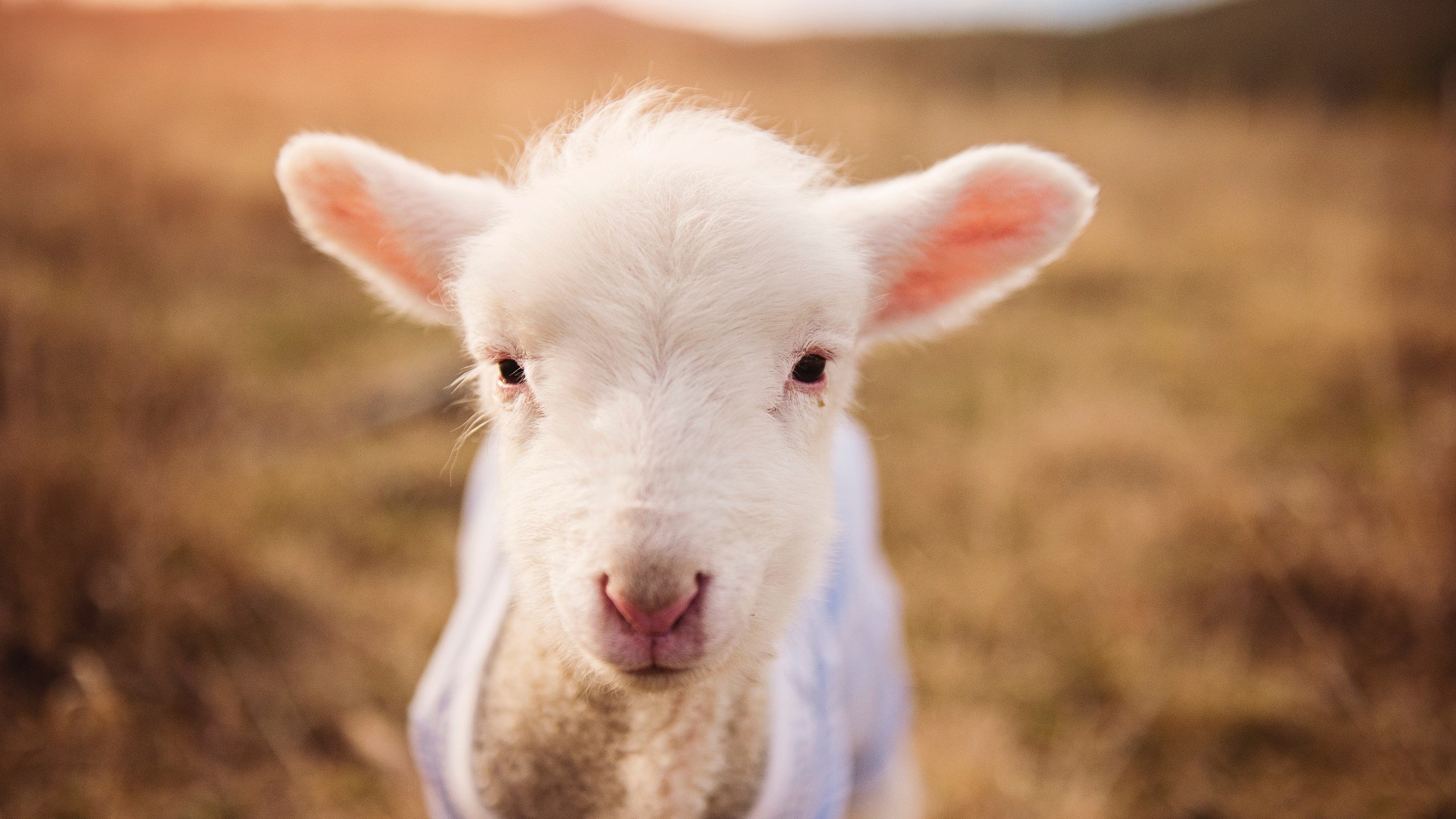 F1新赛季揭幕战之夜,恩比德数据全面爆炸,体坛双星闪耀时刻