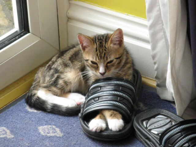 欧冠决赛焦点战之夜,热火队强势掀翻上海队展现篮球跨界魅力