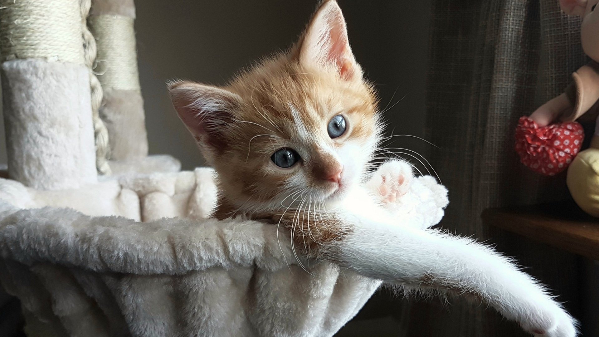 绿茵与球场,双线战场的体育狂想