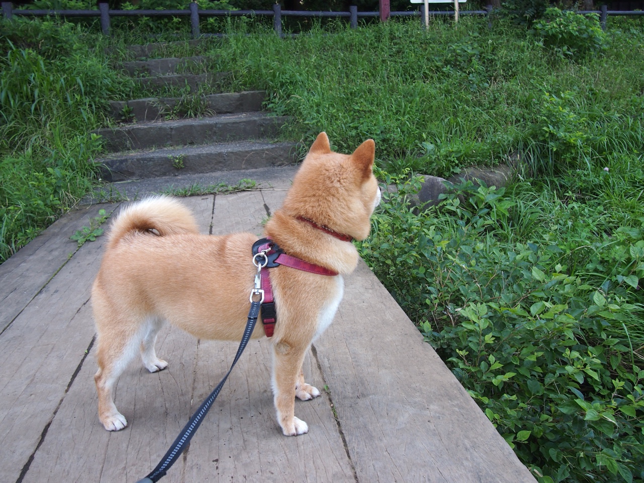 意甲焦点战的跨洋回响，步行者正面击溃湖人的战术启示