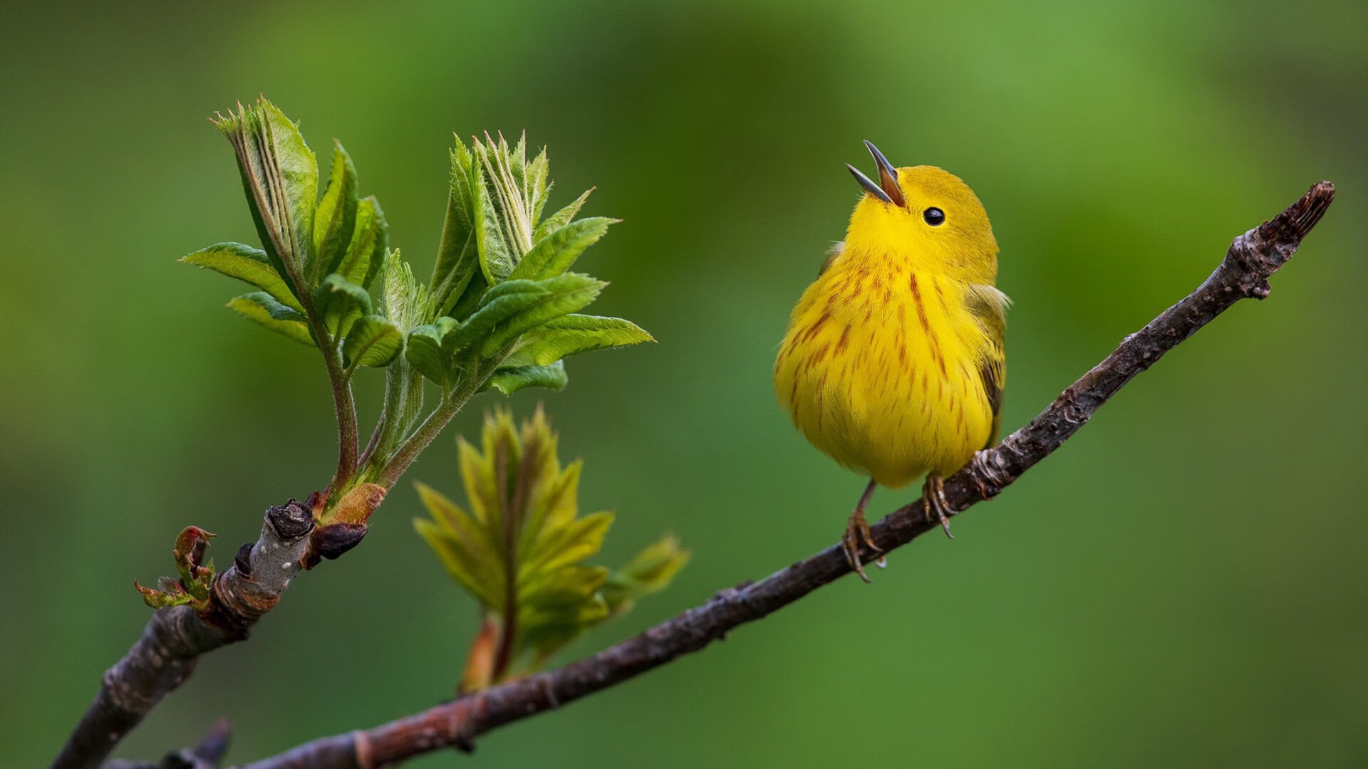 戈贝尔内线统治力全面爆发，步行者压哨三分绝杀新疆队惊险夺冠